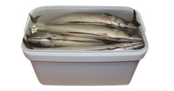 Makrela s hlavou ve slaném nálevu kbelík (čistá hmotnost 5kg) Mooijer
