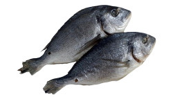 Pražma (dorada) polosušená