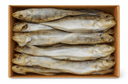 Candat (sudak) s hlavou vykuchaný