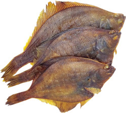 Kambala uzena za studena