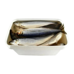 Sleď ve slaném nálevu kbelík (čistá hmotnost 7kg) Rud