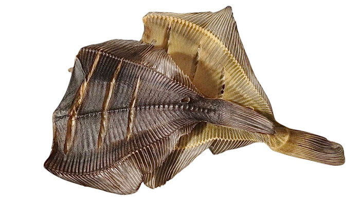 detail Kambala sušená slaná