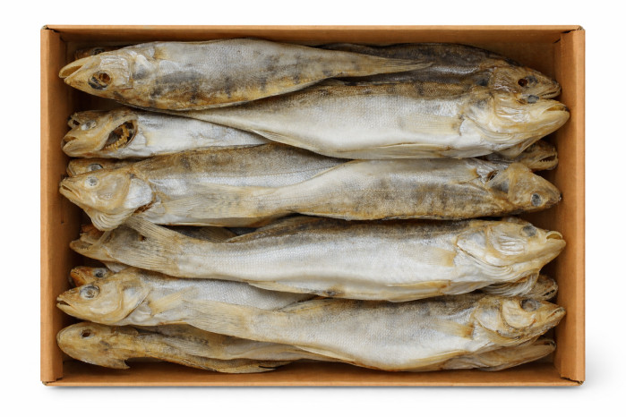 detail Candat (sudak) s hlavou vykuchaný