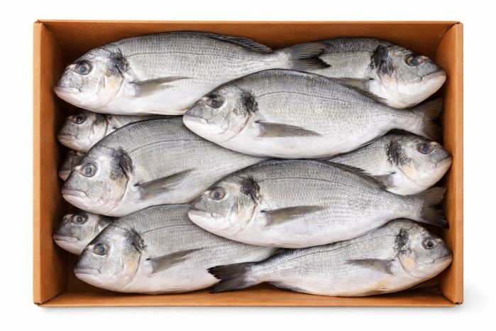 detail Pražma (dorada) polosušená